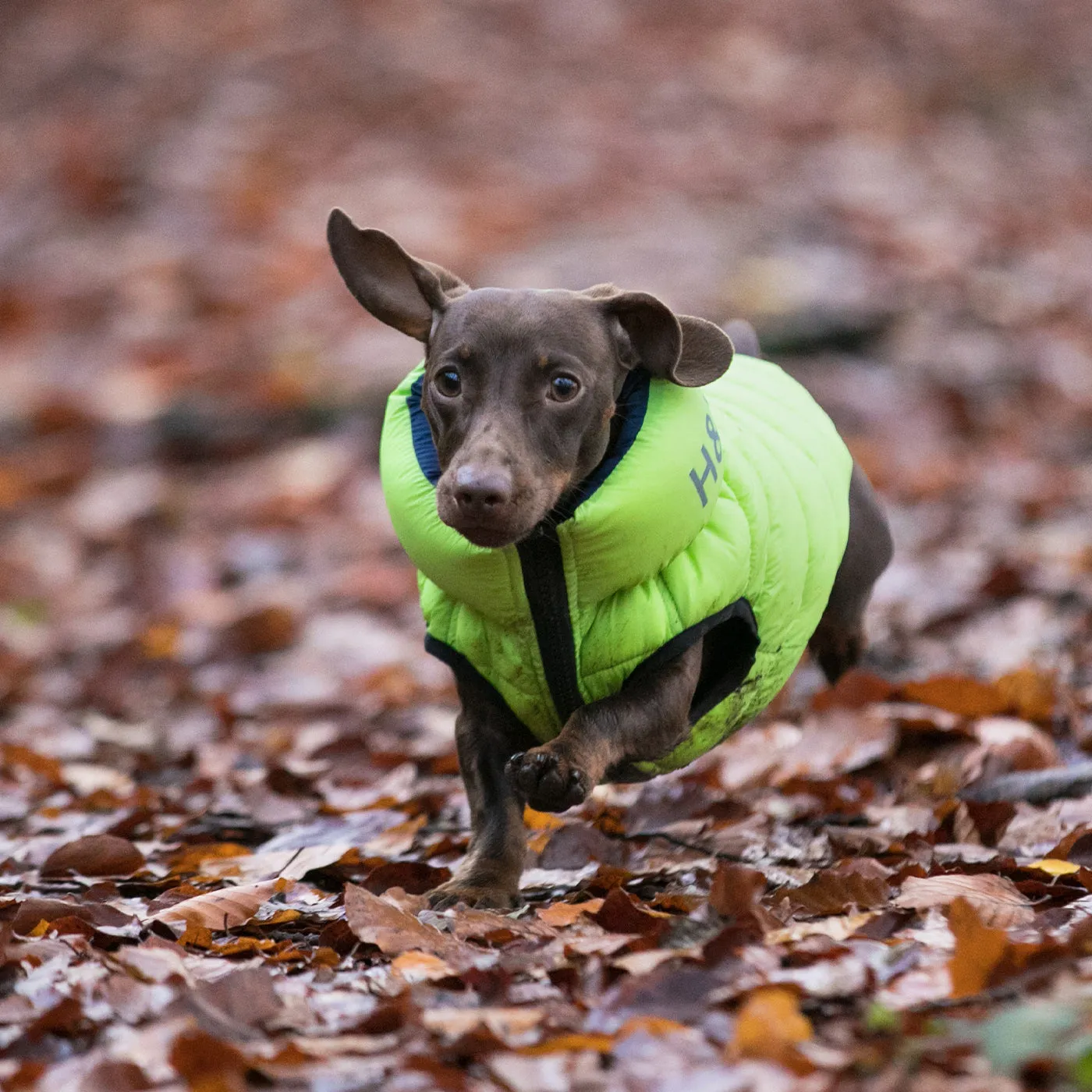 Hugo & Hudson Reversible Green & Navy Puffer Jacket