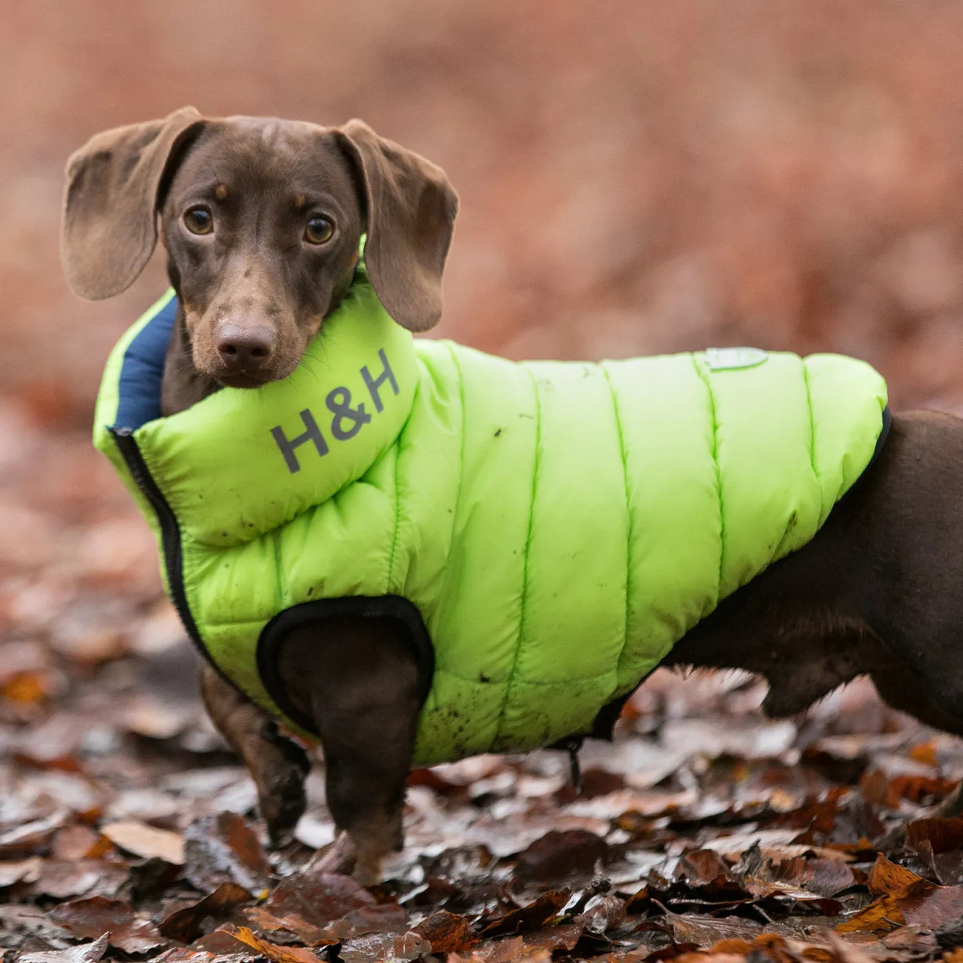 Hugo & Hudson Reversible Green & Navy Puffer Jacket